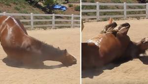 En enorm hest smider sig på jorden og begynder at prutte. Denne optagelse er ble